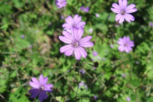 Geranium pyrenaicum (1200 x 799)